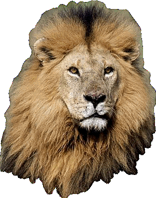 Gif animé lion tête